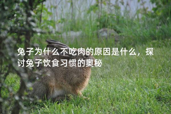 兔子为什么不吃肉的原因是什么，探讨兔子饮食习惯的奥秘