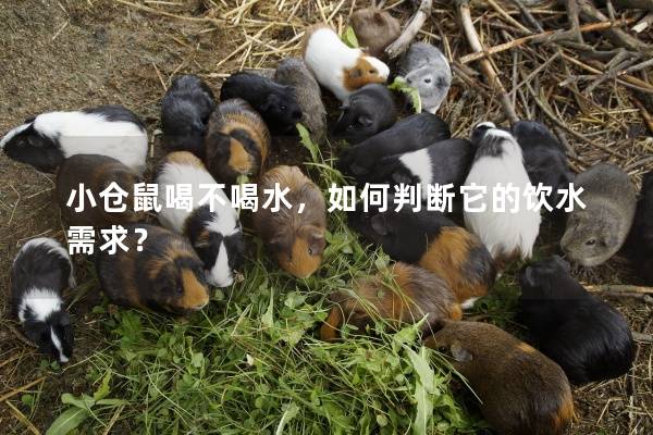 小仓鼠喝不喝水，如何判断它的饮水需求？