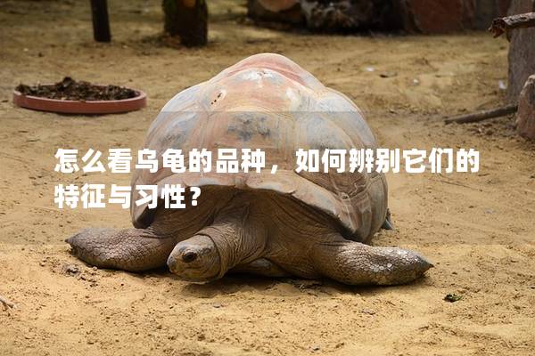 怎么看乌龟的品种，如何辨别它们的特征与习性？