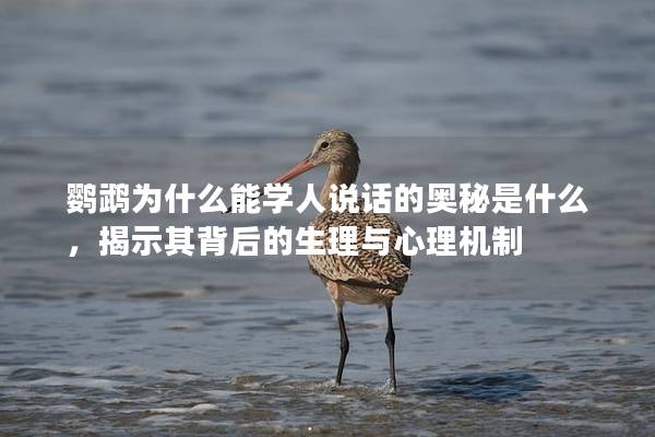 鹦鹉为什么能学人说话的奥秘是什么，揭示其背后的生理与心理机制