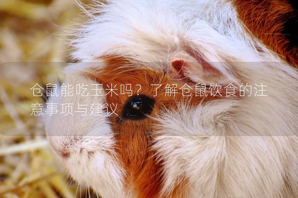 仓鼠能吃玉米吗？了解仓鼠饮食的注意事项与建议