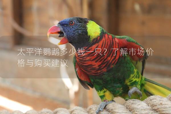 太平洋鹦鹉多少钱一只？了解市场价格与购买建议