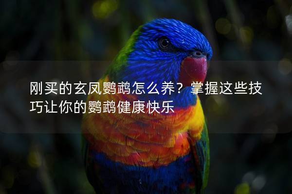 刚买的玄凤鹦鹉怎么养？掌握这些技巧让你的鹦鹉健康快乐