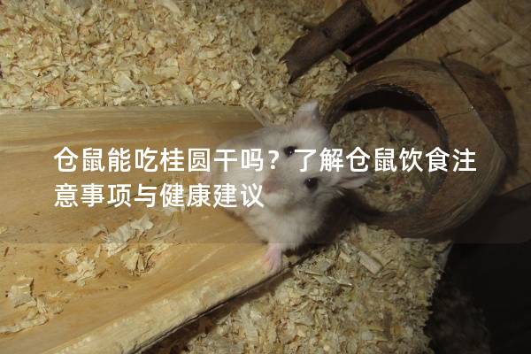 仓鼠能吃桂圆干吗？了解仓鼠饮食注意事项与健康建议