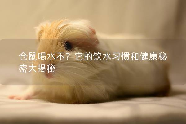 仓鼠喝水不？它的饮水习惯和健康秘密大揭秘