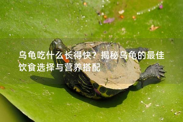 乌龟吃什么长得快？揭秘乌龟的最佳饮食选择与营养搭配