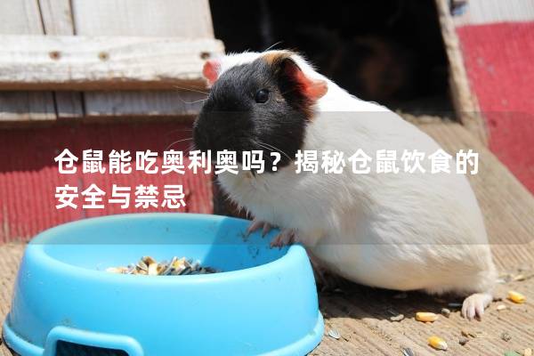 仓鼠能吃奥利奥吗？揭秘仓鼠饮食的安全与禁忌