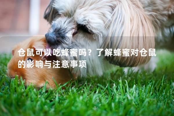 仓鼠可以吃蜂蜜吗？了解蜂蜜对仓鼠的影响与注意事项
