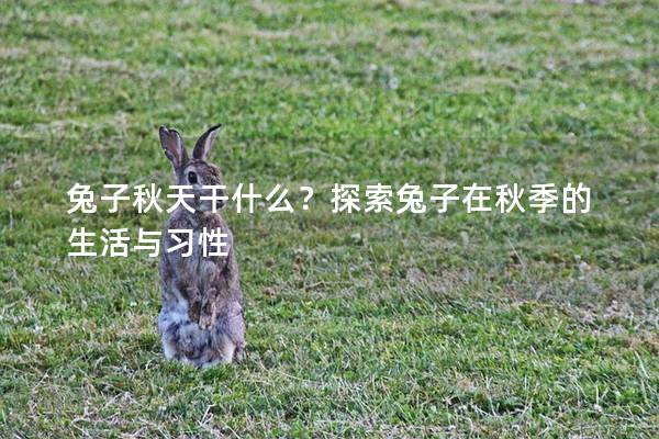 兔子秋天干什么？探索兔子在秋季的生活与习性