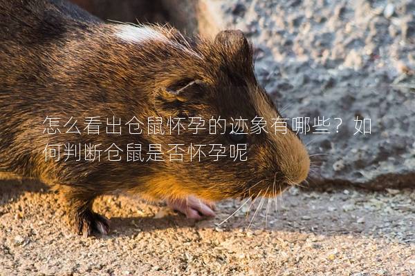 怎么看出仓鼠怀孕的迹象有哪些？如何判断仓鼠是否怀孕呢