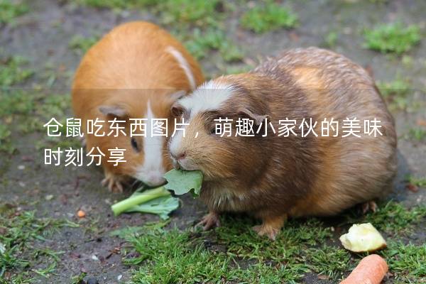 仓鼠吃东西图片，萌趣小家伙的美味时刻分享
