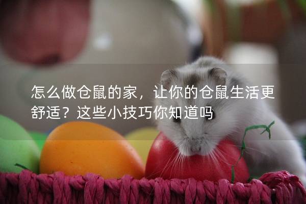 怎么做仓鼠的家，让你的仓鼠生活更舒适？这些小技巧你知道吗