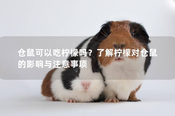仓鼠可以吃柠檬吗？了解柠檬对仓鼠的影响与注意事项