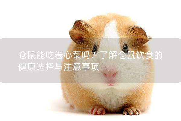 仓鼠能吃卷心菜吗？了解仓鼠饮食的健康选择与注意事项