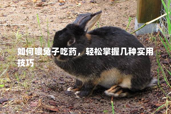 如何喂兔子吃药，轻松掌握几种实用技巧