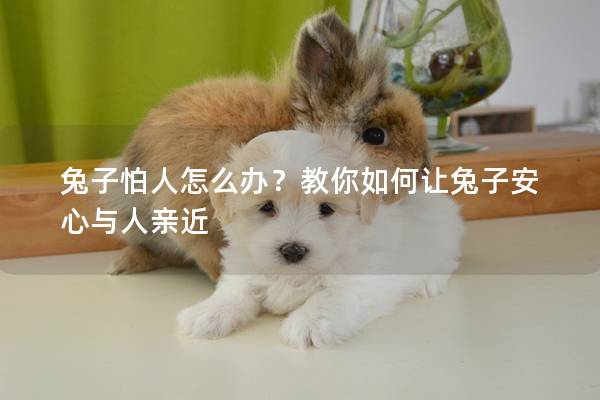 兔子怕人怎么办？教你如何让兔子安心与人亲近