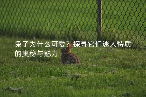 兔子为什么可爱？探寻它们迷人特质的奥秘与魅力