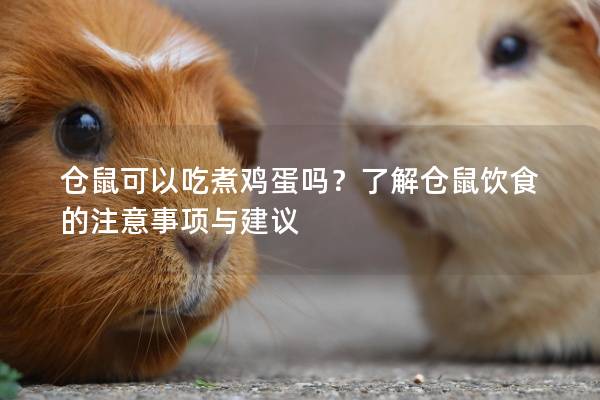 仓鼠可以吃煮鸡蛋吗？了解仓鼠饮食的注意事项与建议