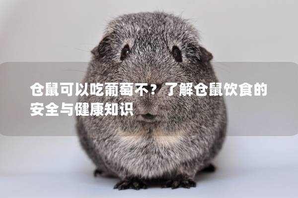 仓鼠可以吃葡萄不？了解仓鼠饮食的安全与健康知识