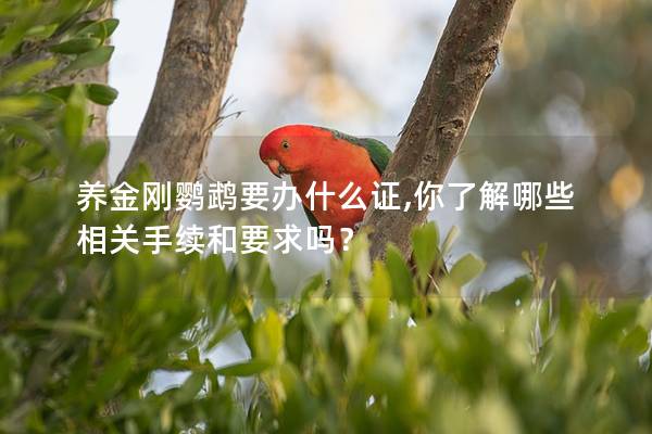 养金刚鹦鹉要办什么证,你了解哪些相关手续和要求吗？