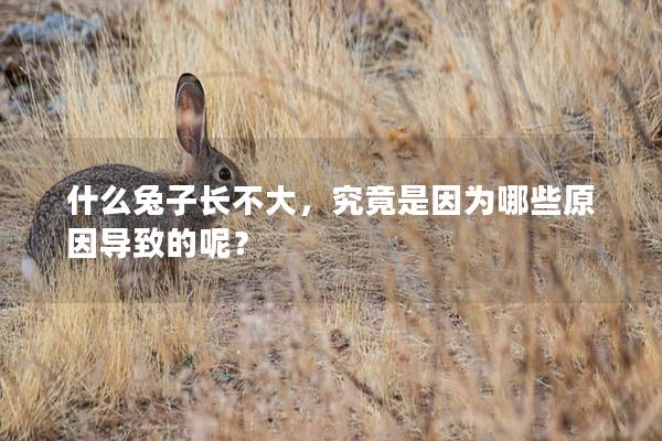 什么兔子长不大，究竟是因为哪些原因导致的呢？