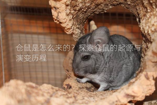 仓鼠是怎么来的？探索仓鼠的起源与演变历程