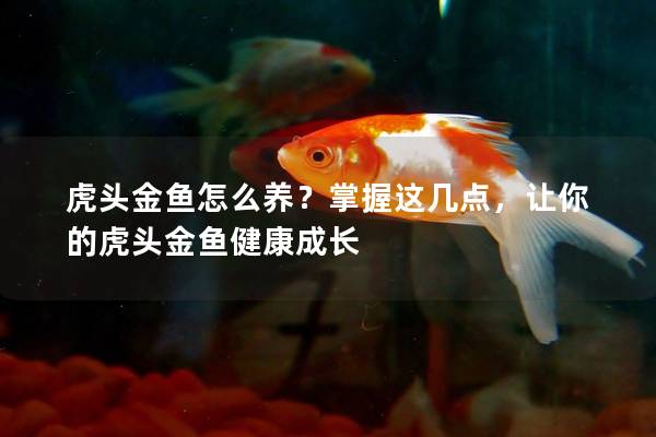 虎头金鱼怎么养？掌握这几点，让你的虎头金鱼健康成长