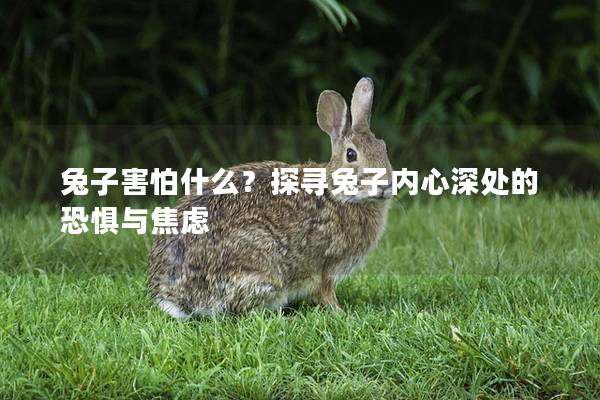 兔子害怕什么？探寻兔子内心深处的恐惧与焦虑