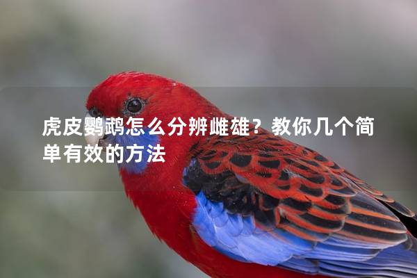 虎皮鹦鹉怎么分辨雌雄？教你几个简单有效的方法