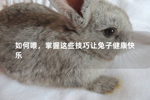 如何喂，掌握这些技巧让兔子健康快乐