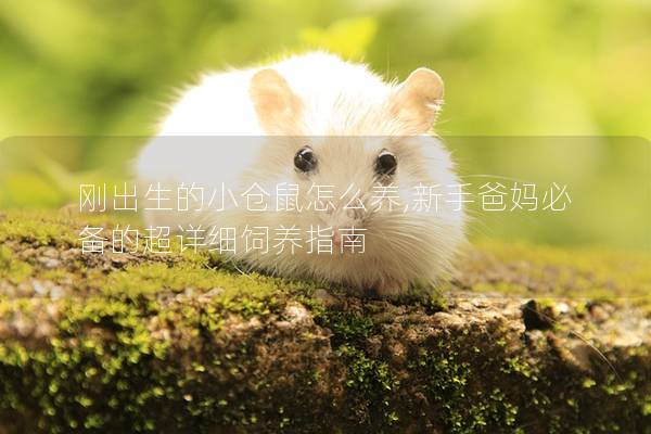 刚出生的小仓鼠怎么养,新手爸妈必备的超详细饲养指南