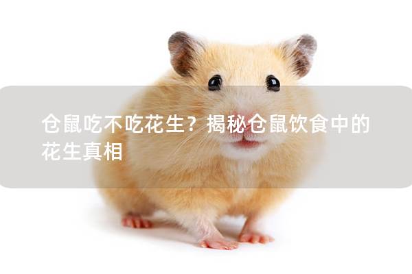 仓鼠吃不吃花生？揭秘仓鼠饮食中的花生真相