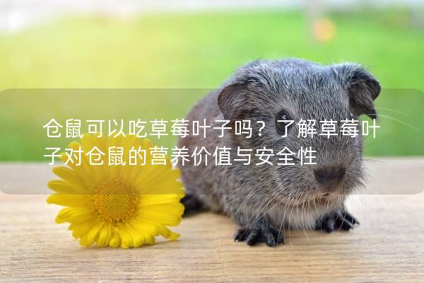 仓鼠可以吃草莓叶子吗？了解草莓叶子对仓鼠的营养价值与安全性