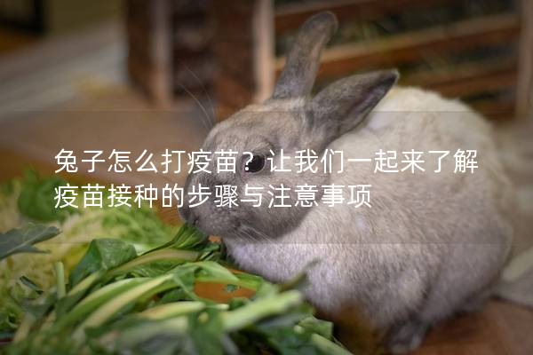 兔子怎么打疫苗？让我们一起来了解疫苗接种的步骤与注意事项