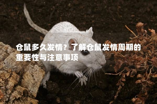 仓鼠多久发情？了解仓鼠发情周期的重要性与注意事项