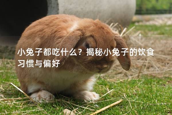 小兔子都吃什么？揭秘小兔子的饮食习惯与偏好