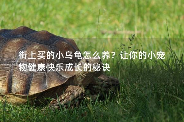 街上买的小乌龟怎么养？让你的小宠物健康快乐成长的秘诀