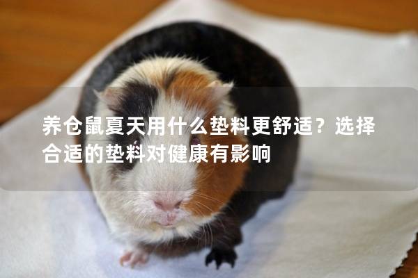 养仓鼠夏天用什么垫料更舒适？选择合适的垫料对健康有影响