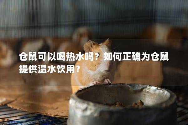 仓鼠可以喝热水吗？如何正确为仓鼠提供温水饮用？