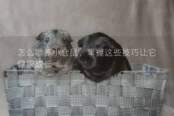 怎么喂养小仓鼠，掌握这些技巧让它健康成长