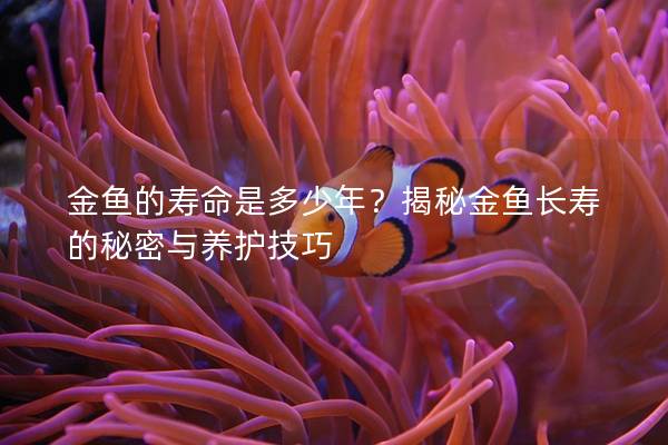 金鱼的寿命是多少年？揭秘金鱼长寿的秘密与养护技巧