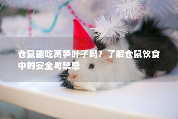 仓鼠能吃莴笋叶子吗？了解仓鼠饮食中的安全与禁忌