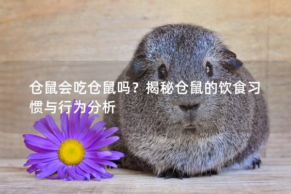 仓鼠会吃仓鼠吗？揭秘仓鼠的饮食习惯与行为分析