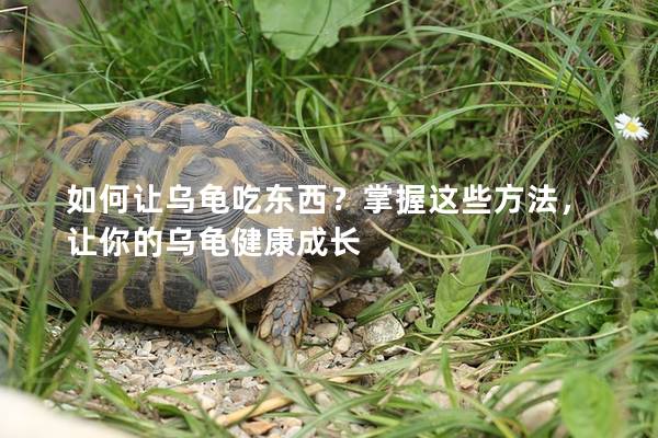 如何让乌龟吃东西？掌握这些方法，让你的乌龟健康成长