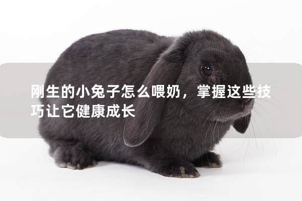 刚生的小兔子怎么喂奶，掌握这些技巧让它健康成长