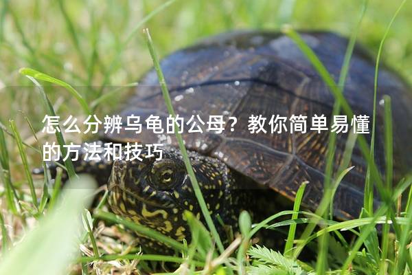 怎么分辨乌龟的公母？教你简单易懂的方法和技巧