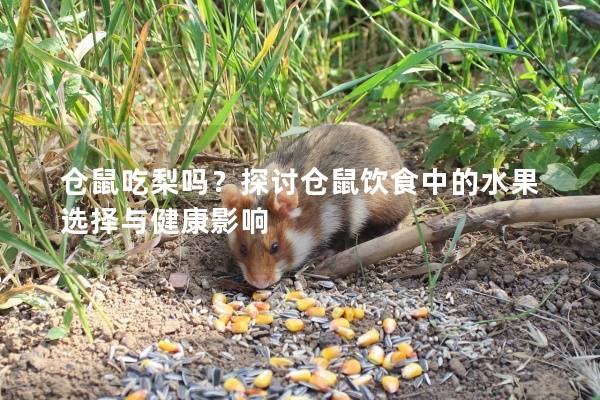 仓鼠吃梨吗？探讨仓鼠饮食中的水果选择与健康影响