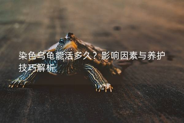 染色乌龟能活多久？影响因素与养护技巧解析