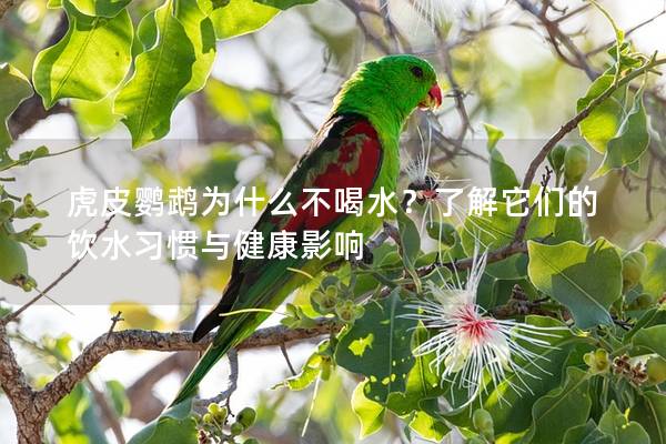 虎皮鹦鹉为什么不喝水？了解它们的饮水习惯与健康影响