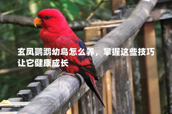 玄凤鹦鹉幼鸟怎么养，掌握这些技巧让它健康成长